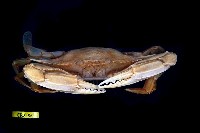 Red-spotted swimming crab Collection Image, Figure 3, Total 3 Figures